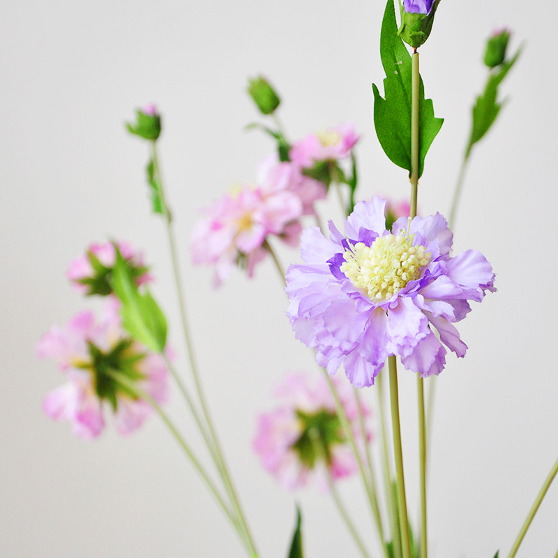 (Nine Thoughts) 8 branches emulated blue basin flower wheel peak chrysanthemum natural fresh and long silk flower fake flowers F586-Taobao