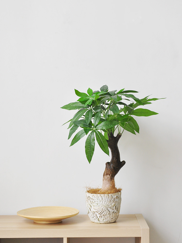 Chinese style emulation hair-rich tree home green planting table pendulum bonsai office greening decorative potted plants art394