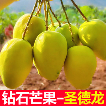 Myanmar Shengdelong mango diamond fruit fresh fruit without silk and residue boutique Shengdelong freshly picked 5 pounds 10 pounds