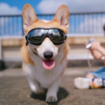 Pet Glasses Kokie Dogs Wind Mirror Puppy Sun Glasses Samo Goggles Big Dog Sunglasses Teddy Windproof Mirror