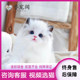 Beijing Chaoyang District puppet cat kitten purebred cat kitten sea double blue double fairy cat pet cat kitten live