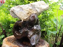 Lucky pig natural wool raw stone shape Burmese tree petrified wood jade ornament 92536# (Shanxiqi Gallery)