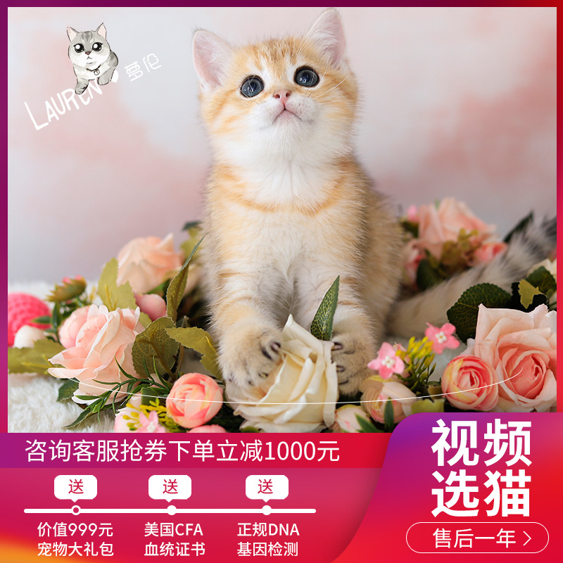 British short Gold gradient Purebred kitten live Blue Star gradient cat NY12 color pet cat British short cat live cub