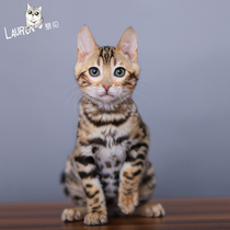 Shanghai Lauren International Famous Cat Pet Cat Kitty Live Certification Bengal Leopard Cat Cub Thoroughbred Leopard Cat