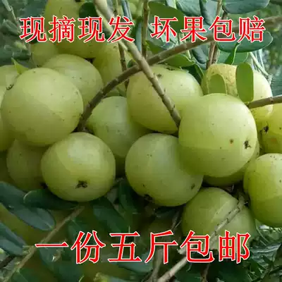 Off-the-shelf xian zhai Chaoshan you gan zi fresh Phyllanthus emblica Phyllanthus emblica oil Ganzi fruit niu gan guo five pounds