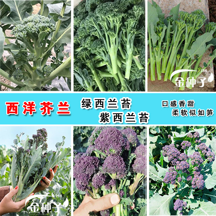 西兰苔种子有机西洋芥兰小西兰花芦笋青花菜笋秀兰芥蓝籽四季春季