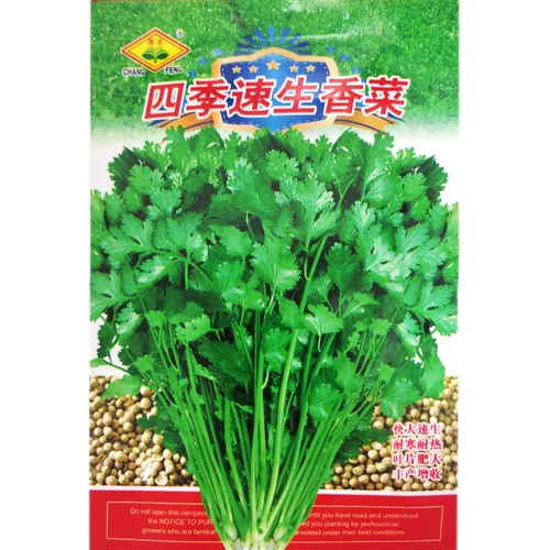 Четыре сезона зажимы, семена кориандра, старая весенняя и осенняя балкона балконы Семена кориандра холодный обратный обратный обратный