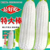 Nord-Est Great Stick Type White Sweet Gencieux Corn Seed Fresh Corn Sweet Gencious Big Stick Large Fields Bud Corn Seed and Corn Seed spring