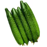 Синзджинчун № 4 Теплостойкость семян огурца, холодная стойкость, огурец, огурец, ранняя весна четыре сезона, семена овощей с высоким уровнем устойчивости высокого урожая