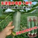 Tianjin Green Radish Barrel 50G Barrel