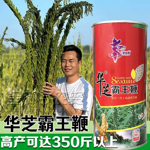 Аэрокосмический повелитель белый кунжутный институт кунжута производит высокий нефть, высокий урожай, тяжелые зерновые семена