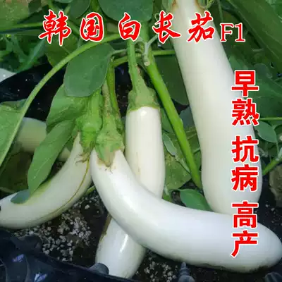 蔬菜种子有机白茄种子耐弱光长白茄子营养美味产量高露地大棚种植 蔬菜种子有机白茄种子耐弱光长白茄子营养美味产量高露地大棚种植