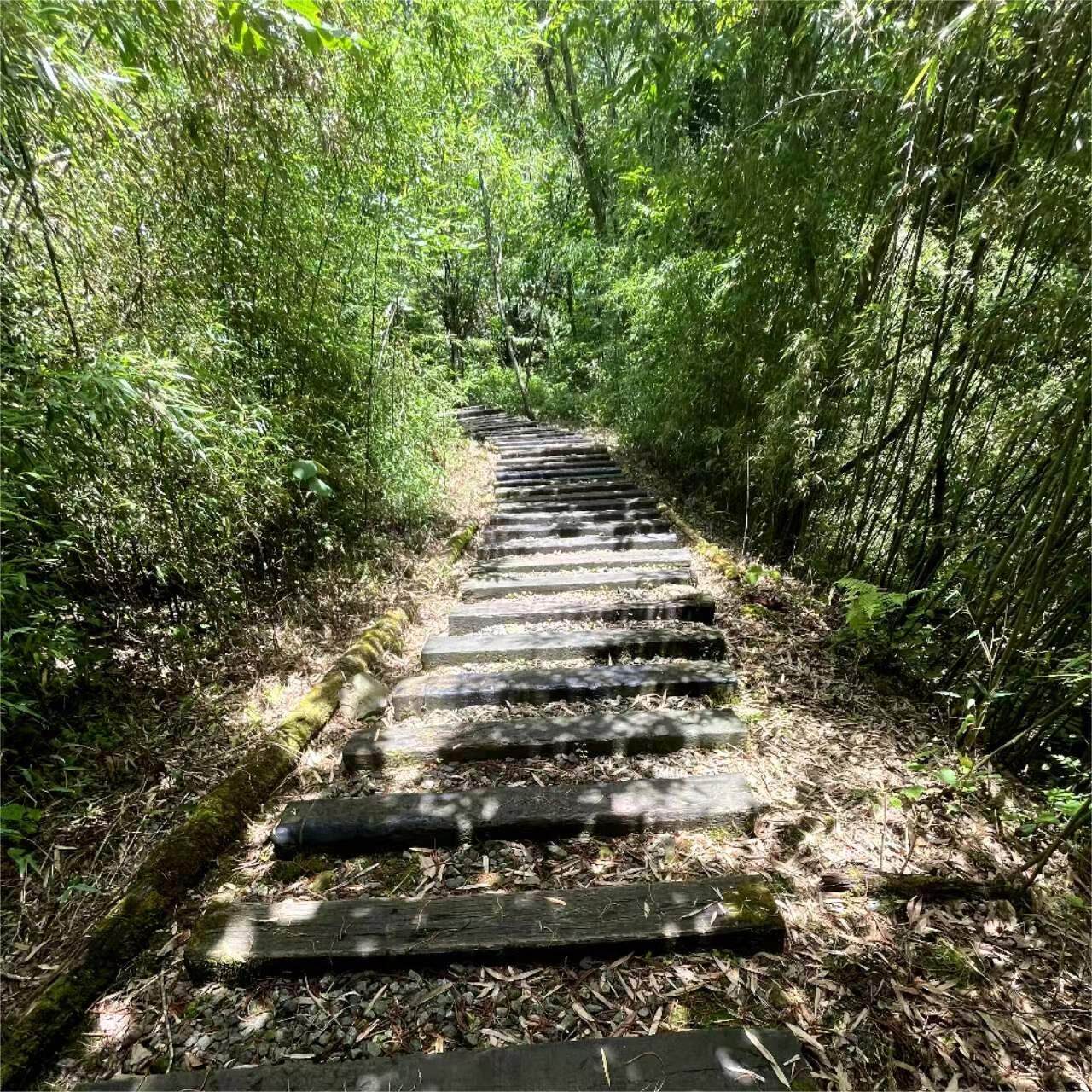 陕南富硒野生药材