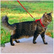 Home pet treasure spot I-shaped cat with chest harness for walking puppies and small milk dogs multi-color optional