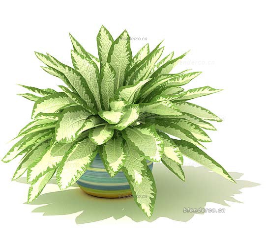 盆栽绿植 植物blender模型 blender布的-060