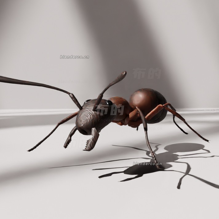 blender赫拉克勒斯蚁模型_blender布的16