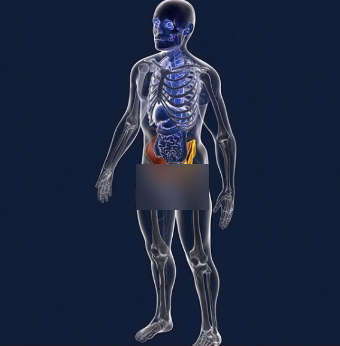C4D男性人体骨骼结构盆骨生殖器医疗3D模型OC渲染工程