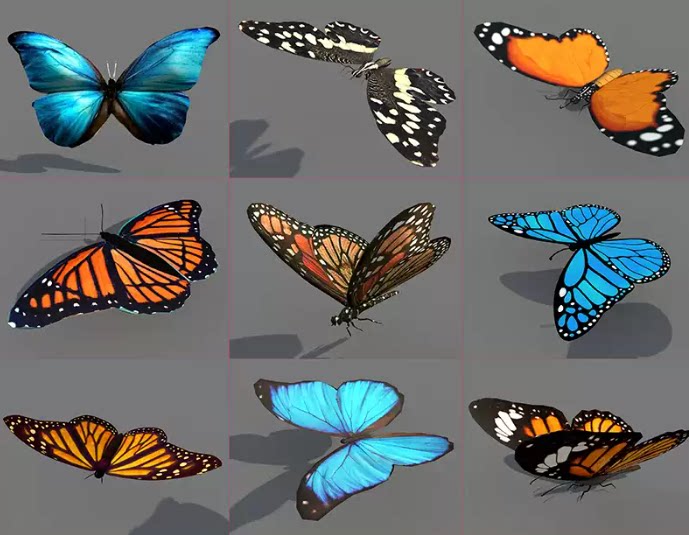 C4D FBX STL飞行动物蝴蝶昆虫带动画三维模型