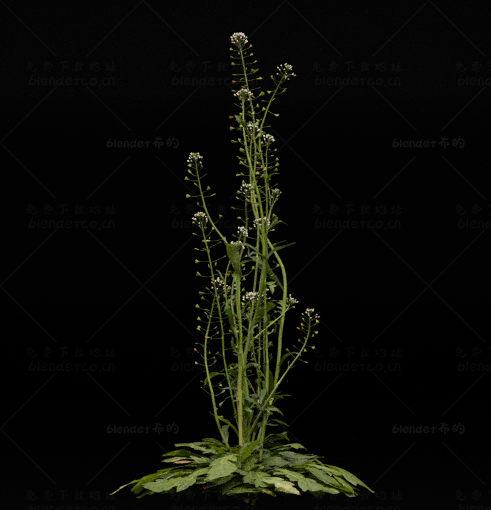 blender写实植物野花模型blender布的10