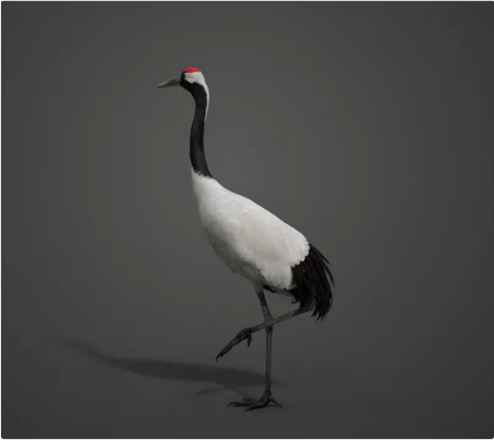 丹顶鹤动画 | Blender 3D模型 Red-Crowned Crane Animation