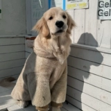 Собачья одежда лабрадор для питомца для питомца