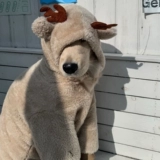 Собачья одежда лабрадор для питомца для питомца