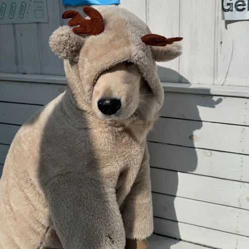 Собачья одежда лабрадор для питомца для питомца