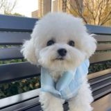 Зимняя одежда для собак, утолщенная и теплая для собак и кошек, двуногая одежда для маленьких и средних собак зимой.