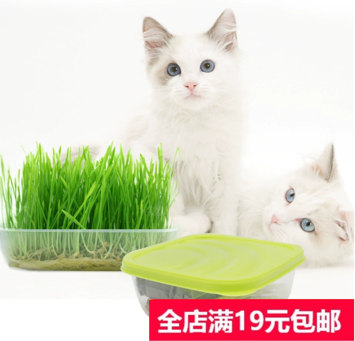 Cỏ mèo nhổ lông bóng để giúp loại bỏ mèo trồng hạt giống cỏ lúa mạch - Đồ ăn nhẹ cho mèo