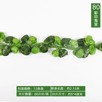 80 цветов бегония