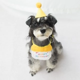 Шапка на день рождения для собаки, шнауцер, медведь, вечерние нагрудник на день рождения, нагрудник, полотенце, шарф, реквизит для фотосессии