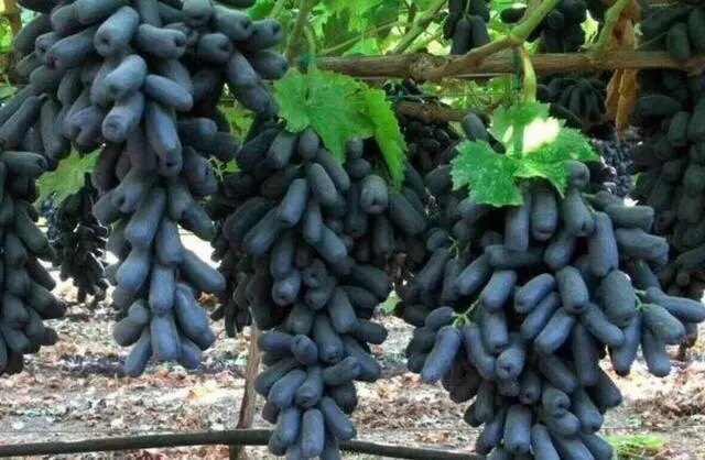 One year Miao Sapphire Grape married Miao Pack for the edition