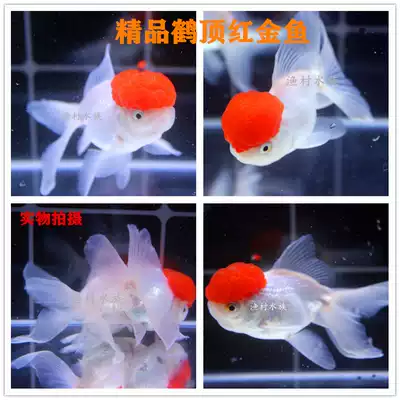 精品鶴頂紅金魚丹頂紅觀賞魚小紅帽淡水冷水魚活體魚好養耐活魚苗