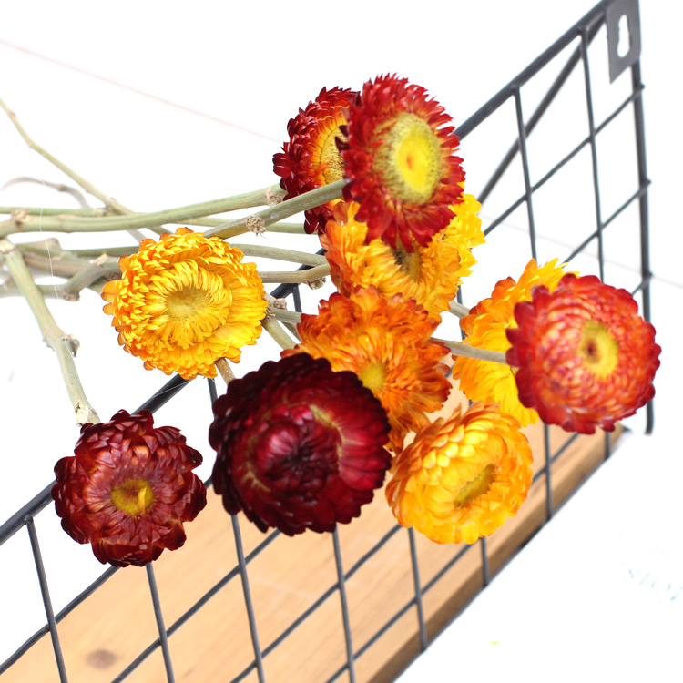 Small Daisies Helichrysum home decoration dry flowers fresh flower arrangement diy straw daisies dry living room decoration photo props