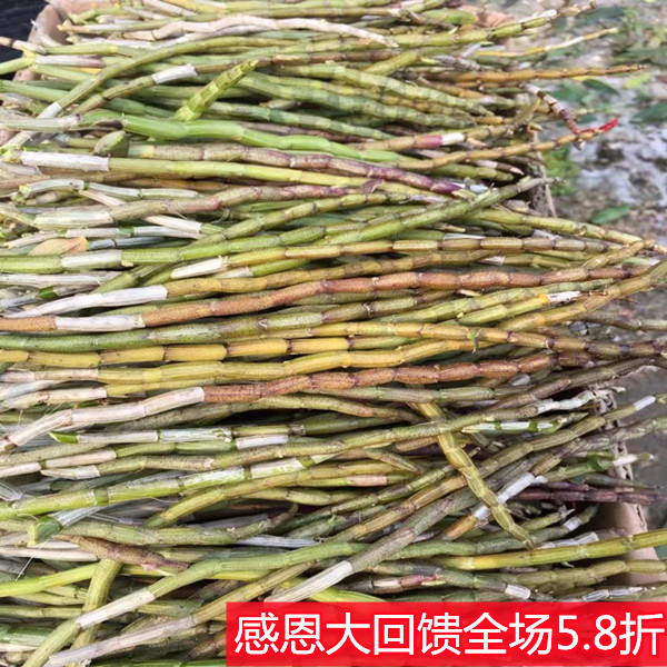 Yunnan Super Dendrobium officinale 250g