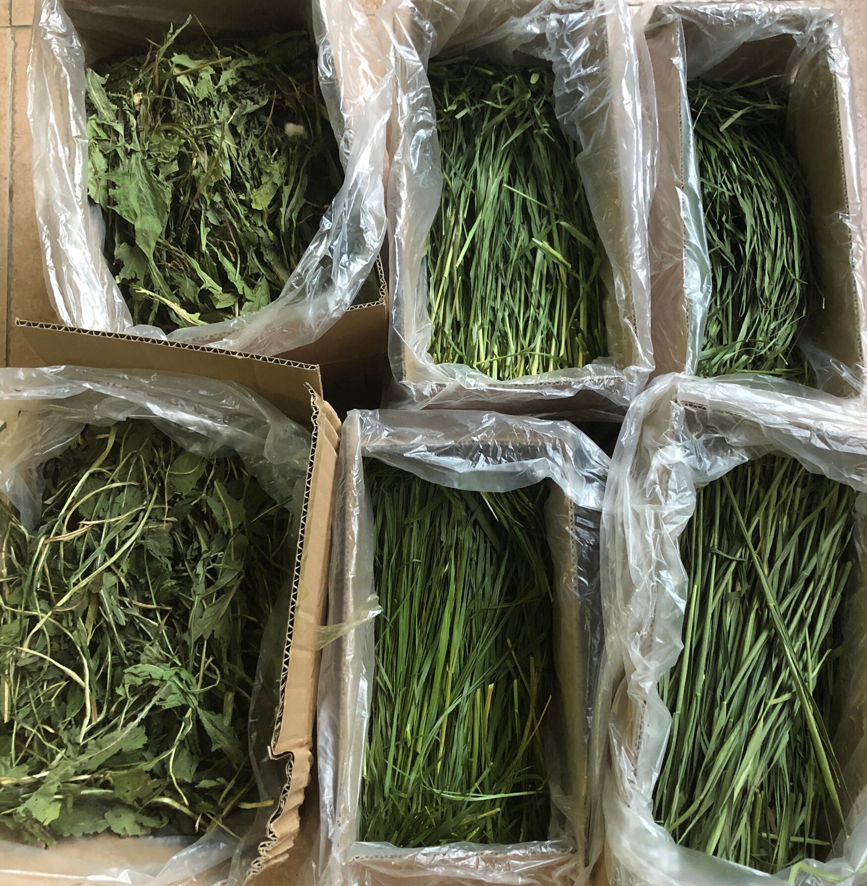 2022 Extra Premium Rye Grass Oat Grass Wheat Grass Dandelion Chicory Carrot Topping