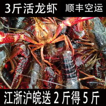 3 catty fresh crawfish live 56789 Money Su North Huaian red shell clean water live shrimp Jiang Zhejiang and Anhui 2 2 5 kilos