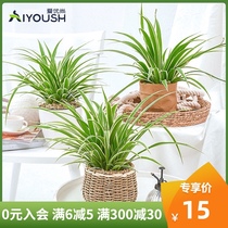 Aiyoushang Phnom Penh chlorophyll potted green plant Indoor formaldehyde-absorbing bonsai plant purifies the air Gold heart pearl chlorophyll