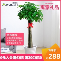 Big rod fortune tree potted large four-season plant Evergreen formaldehyde-absorbing indoor living room office old pile green plant