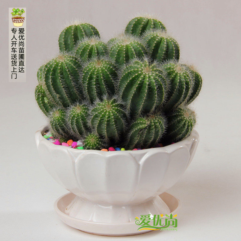 �����������������ͷ�������辰