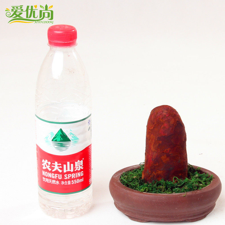 ������С�辰 ̴��ľ