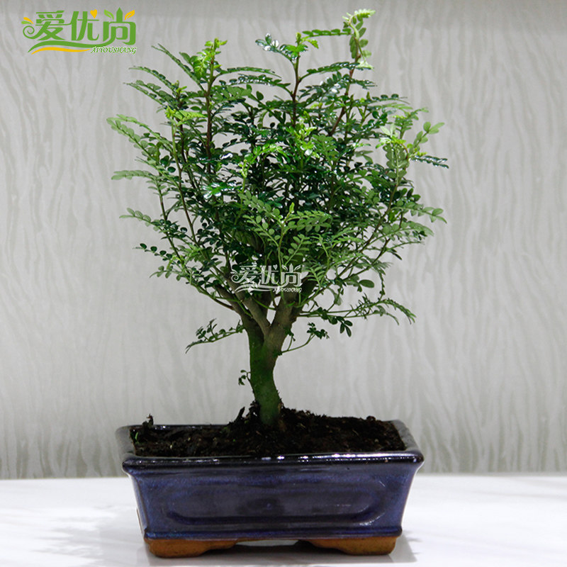 ����������ľɢ����ζ���澻������С����s032