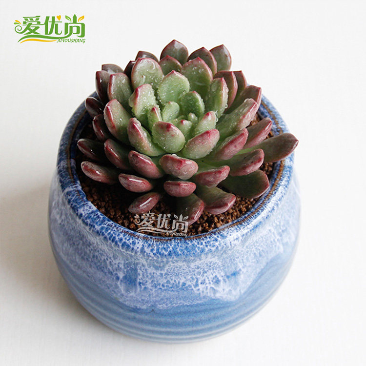 �����ж���ֲ��387