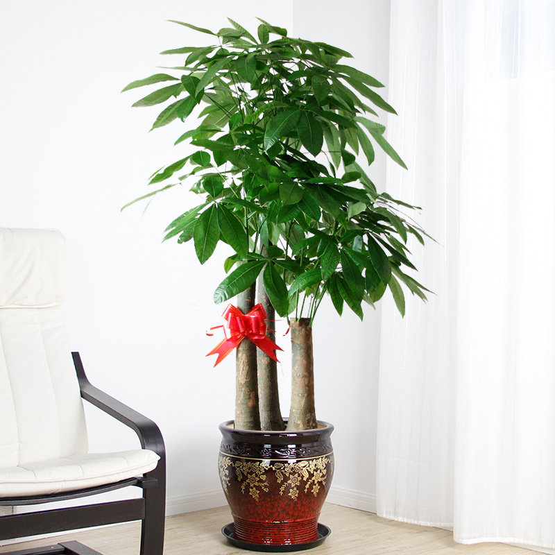 �����д���������s227