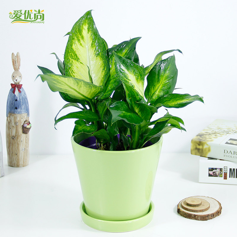 ������С�辰00054