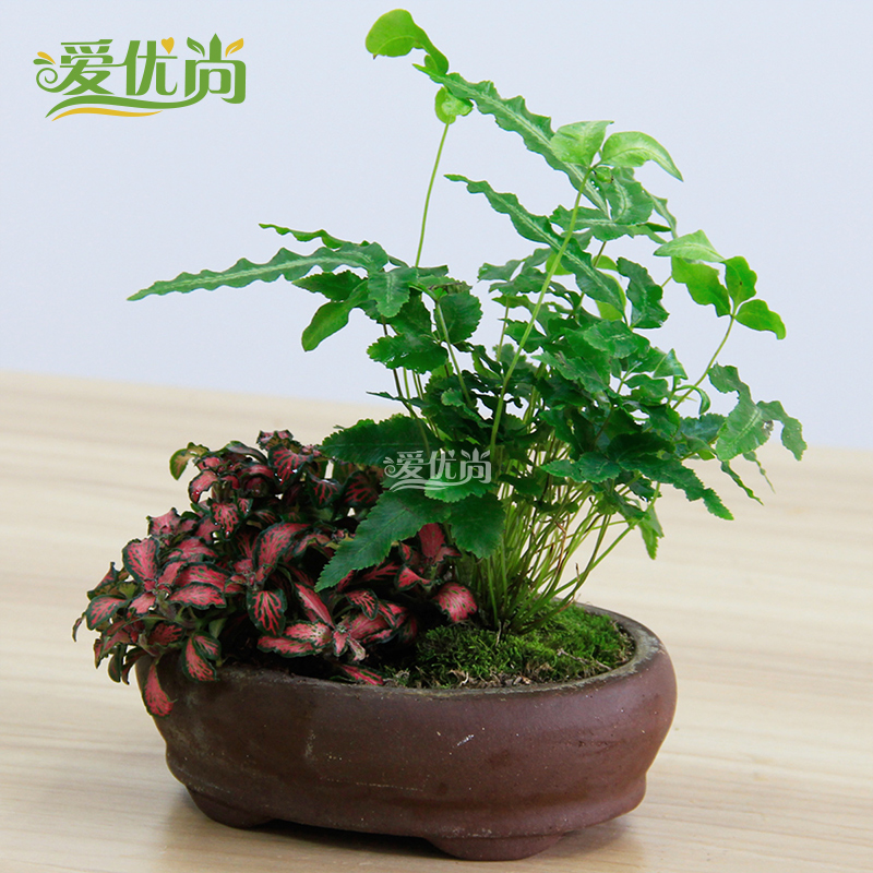 �����а������������԰�����