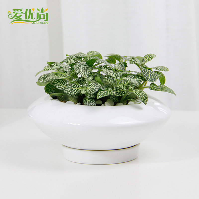 ���������Ʋ��������Ʋ�