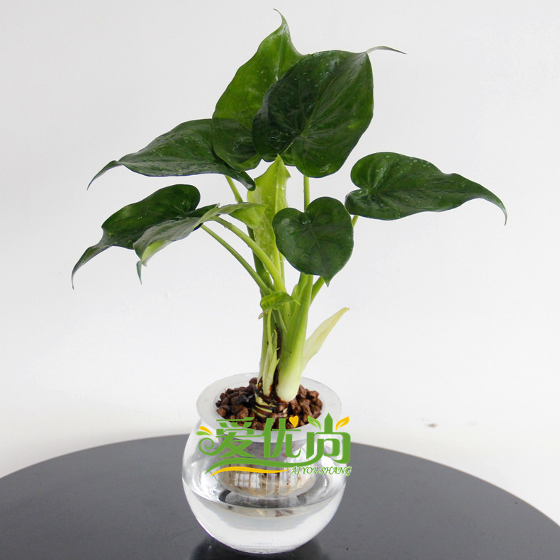 ������С�辰