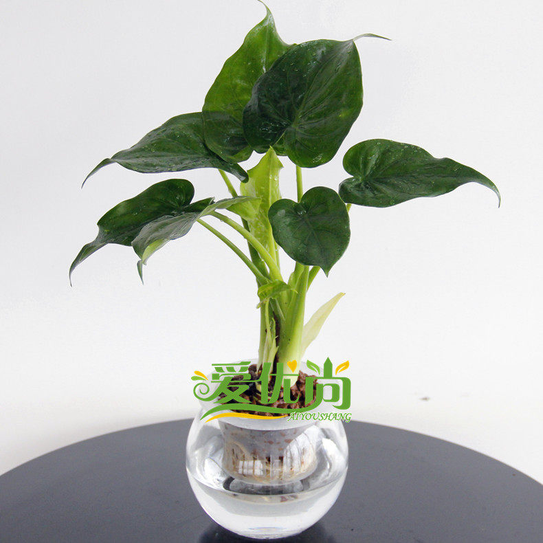 ������С�辰