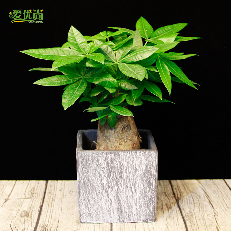 ������С���������Է�����